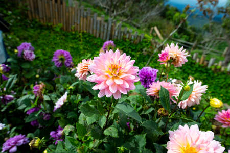 The pink danlia flower in blooming state grown as an ornamental flower in the garden.の写真素材