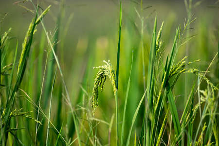 An Asian rice plant with green seed head drooping over to the leftの写真素材