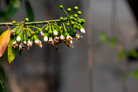 Young fruits of kapok tree grown from a common stalk ,の写真素材
