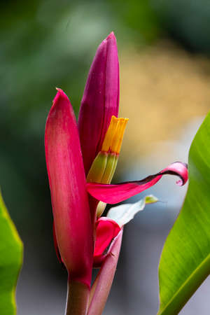 An elongated shaped of brightly coloured bracts of flowering banana cultuvated for commercial and ornamental value.の写真素材