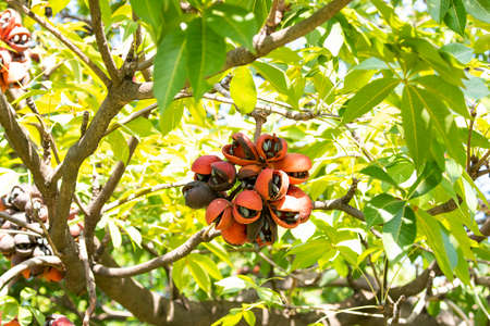 Bastard poon tree with its fruits and black seeds inside.の写真素材