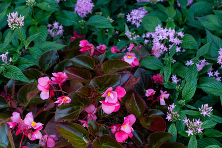 The colorful flowers of Begonia grown as pot plants , indoors or as garden plants.