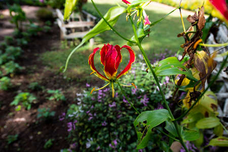 The herbaceous perenials that climb over other plants and have showy flowers with various colors.の写真素材