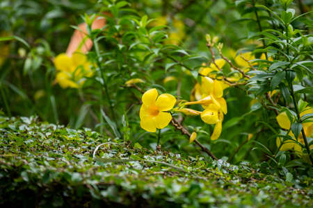 The golden flowers that have five overlapping petals and can be grown as shrubs or vines.の写真素材