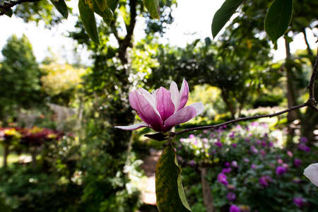 The flowers with carpels and stamens that are arranged in a spiral fashion.の写真素材
