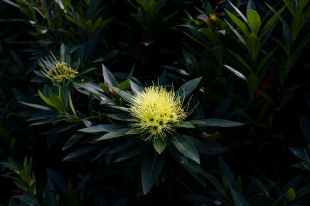The tree with shiny green leaves and yellow flowerheads that made up of numerous golden flowers .の写真素材