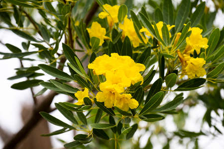 The bright yellow flowers produced several together in a loose panicle.