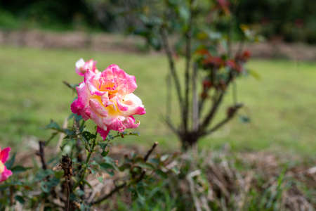 A pink to yellow rose grown as an ornamental in a garden.の写真素材