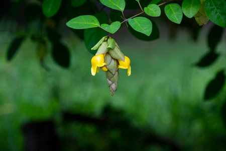 The yellow flowers of Gmelina that are arranged in hanging cones .の写真素材