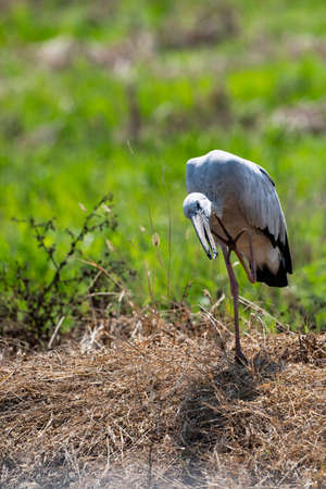An Asian openbill is standing on one leg and making scratching by the other leg.の写真素材