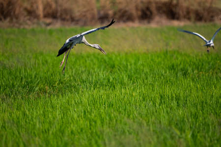 An Asian openbill is flying in the air over the paddy field.の写真素材