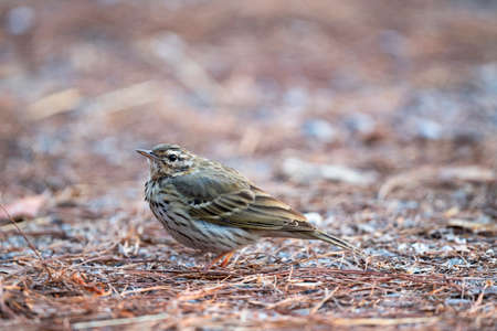 A small passerine bird with greenish - brown back , heavily streaked breast and belly and dark ear pitch.の写真素材