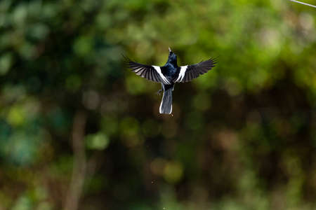 A malle oriental magpie robin is flying into the air spanning its wings.の写真素材