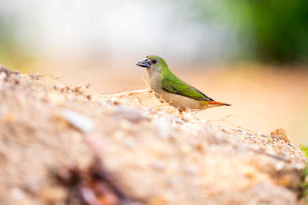 A female pin - tailed parrotfinch with point - tipped tail , faded blue face and slight brown belly.