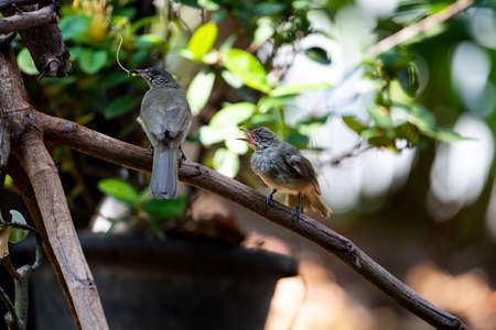 A baby bird is perching on a tree branch and making calls to its mother.の写真素材