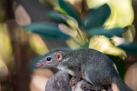A tree squirrel is trying to jump from a rock .の写真素材