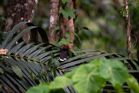 A male bright rufous - brown bird with bright blue skin around the eyes and blue bill and dark tail.の写真素材
