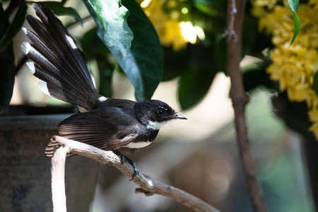 A sunda pied fantail is perching on a tree branch and fanning its tail.の写真素材