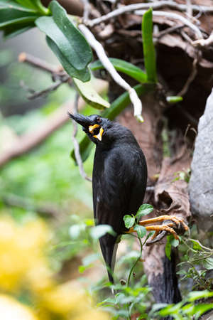 A white - vented myna is perching on a tree tilting and making calls.の写真素材