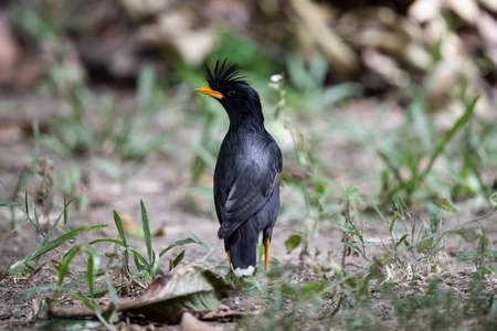A white - vented myna is standing on the ground and looking for something.