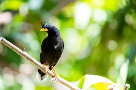 A white - vented myna is perching on a small tree branch.の写真素材
