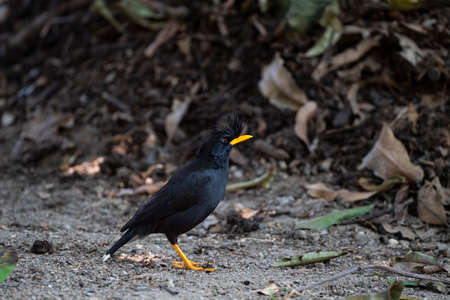 A white - vented myna is standing on the ground looking for foods.の写真素材
