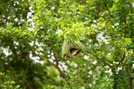 A Baya Weaver bird is building its nest from strips of grasses by weaving and knotting them.
