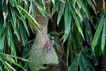 A baya weaver bird turning its back is perching on a pendulous nest and making calls.の写真素材