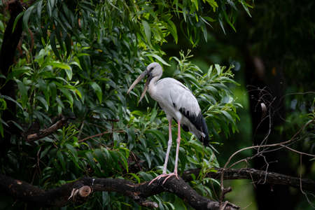 An Asian openbill is standing on a tree trunk and making calls.の写真素材