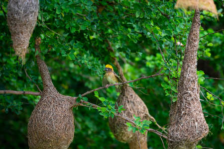 A baya weaver bird is perching on a tree branch among many pendulous nests.の写真素材
