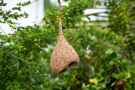 A Baya Weaver nest woven from strips of grasses to be a pendulous structure .の写真素材