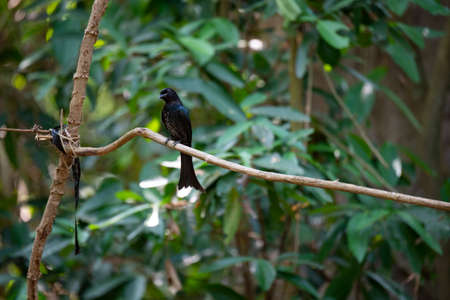 A wholly black bird with a distinctive forked tail and aggressive behaviour.の写真素材