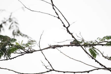 A male blue - rumped parrto with blue head and rump , green plumage and a bright orange bill.
