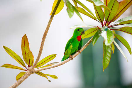 A blue - crowned hanging parrot is perching on a tree branch.の写真素材