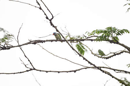 A male blue - rumped parrto with blue head and rump , green plumage and a bright orange bill.