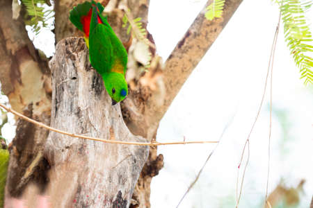 A male blue - crowned hanging parrot is perching on a tree trunk.の写真素材