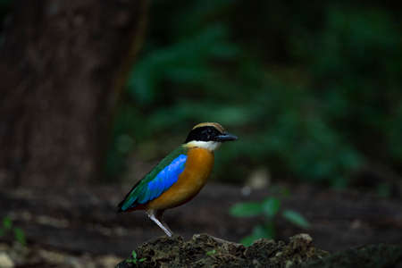 A colorful bird with blue wings is standing on a ground mould.の写真素材