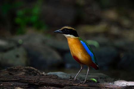 A colorful pitta is standing on an old decayed log.の写真素材