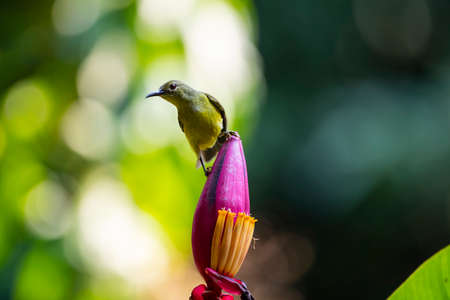 A female brown - throated sunbird is perching on the top of a flowering banana.の写真素材