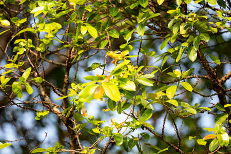 A common iora is perching on a branch of a mango tree.