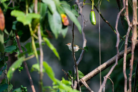 A common tailorbird is perching on a dry tree branch.