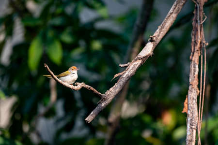 A baby bird is perching on a tree branch and making calls.の写真素材