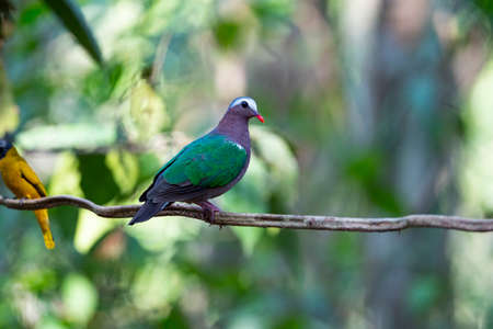 A bright - colored dove with bright green wings , red bill and ash -gray forehead.の写真素材