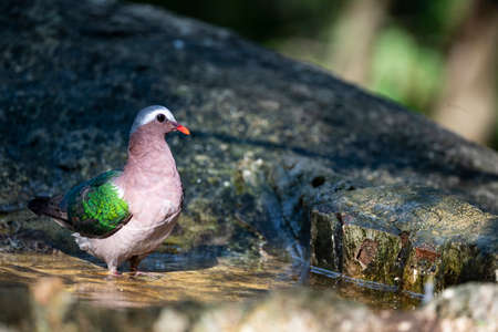 A bright - colored dove with bright green wings , red bill and ash -gray forehead.の写真素材