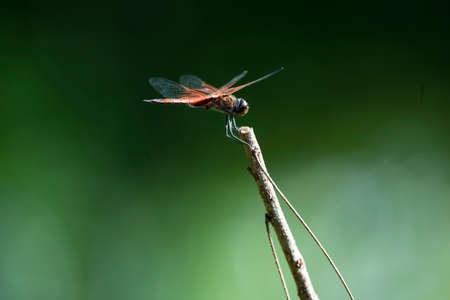 An insect that is fast and agile flyer and can travel a long distance.