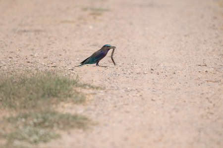 An Indochinese roller is standing on a ground with a centripedes in its mouth.の写真素材