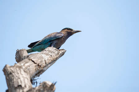 An Indochinese roller is perching on top of a dry tree branch.の写真素材