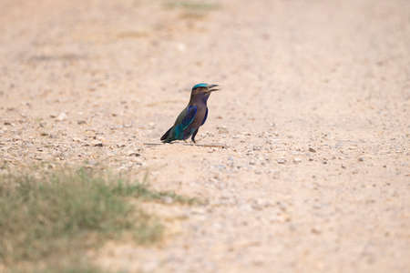 An Indochinese roller is standing on the ground and making calls.の写真素材