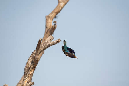 An Indochinese roller is flying from a top of a tree branch into the air.の写真素材