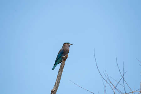 An Indochinese roller is perching on top of a dry wood stump.の写真素材